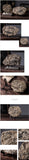 Resin Dinosaur Fossil Figurines Desk Home Decoration Accessories Dinosaur Skull Sculpture  Room Ornament  Home Decor