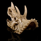Triceratops Skull Bone Animal Model Jurassic dragon Dinosaur fossil skeleton
